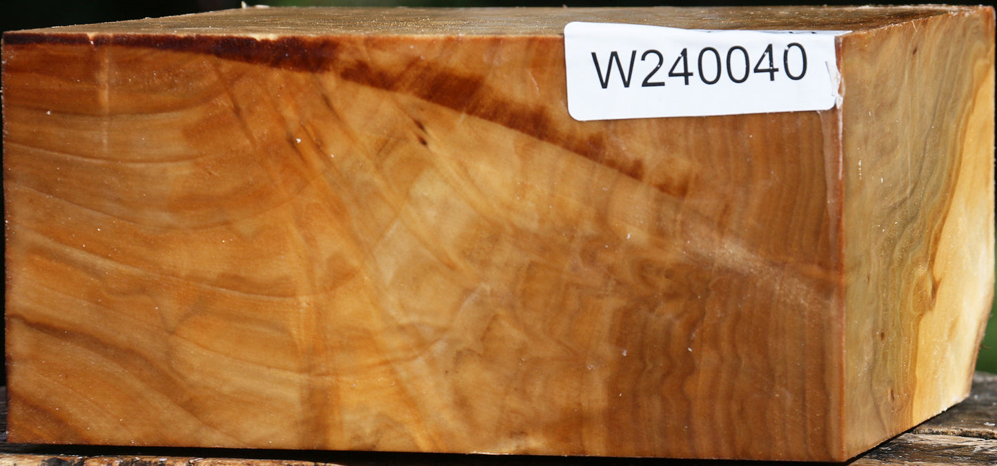 Extra Fancy Silver Poplar Bowl Blank