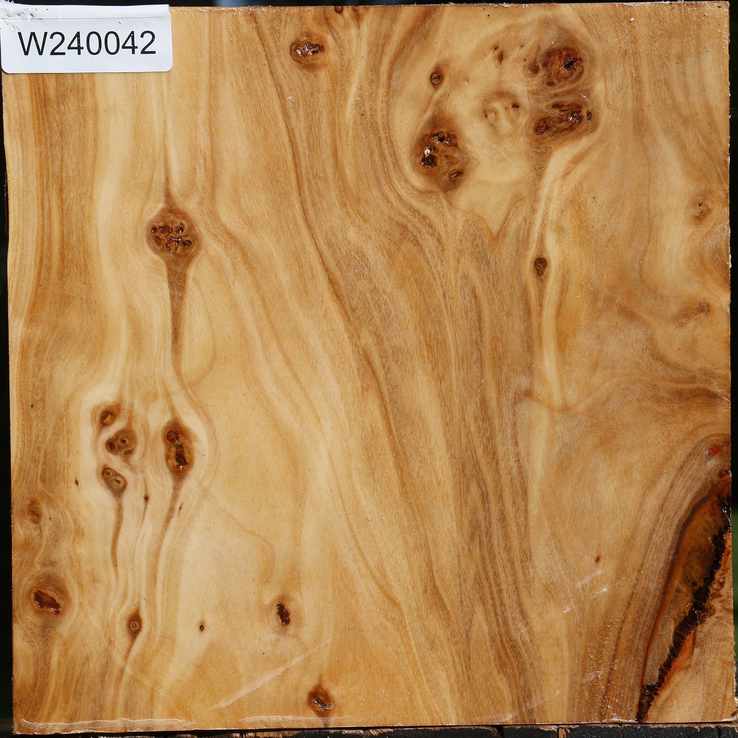 Extra Fancy Silver Poplar Bowl Blank