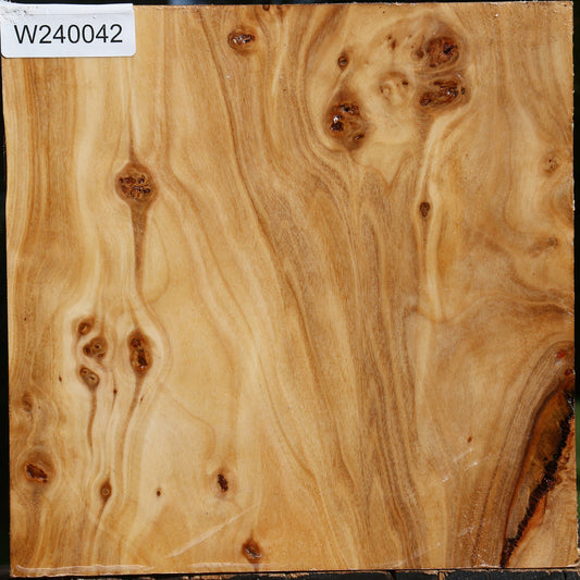 Extra Fancy Silver Poplar Bowl Blank