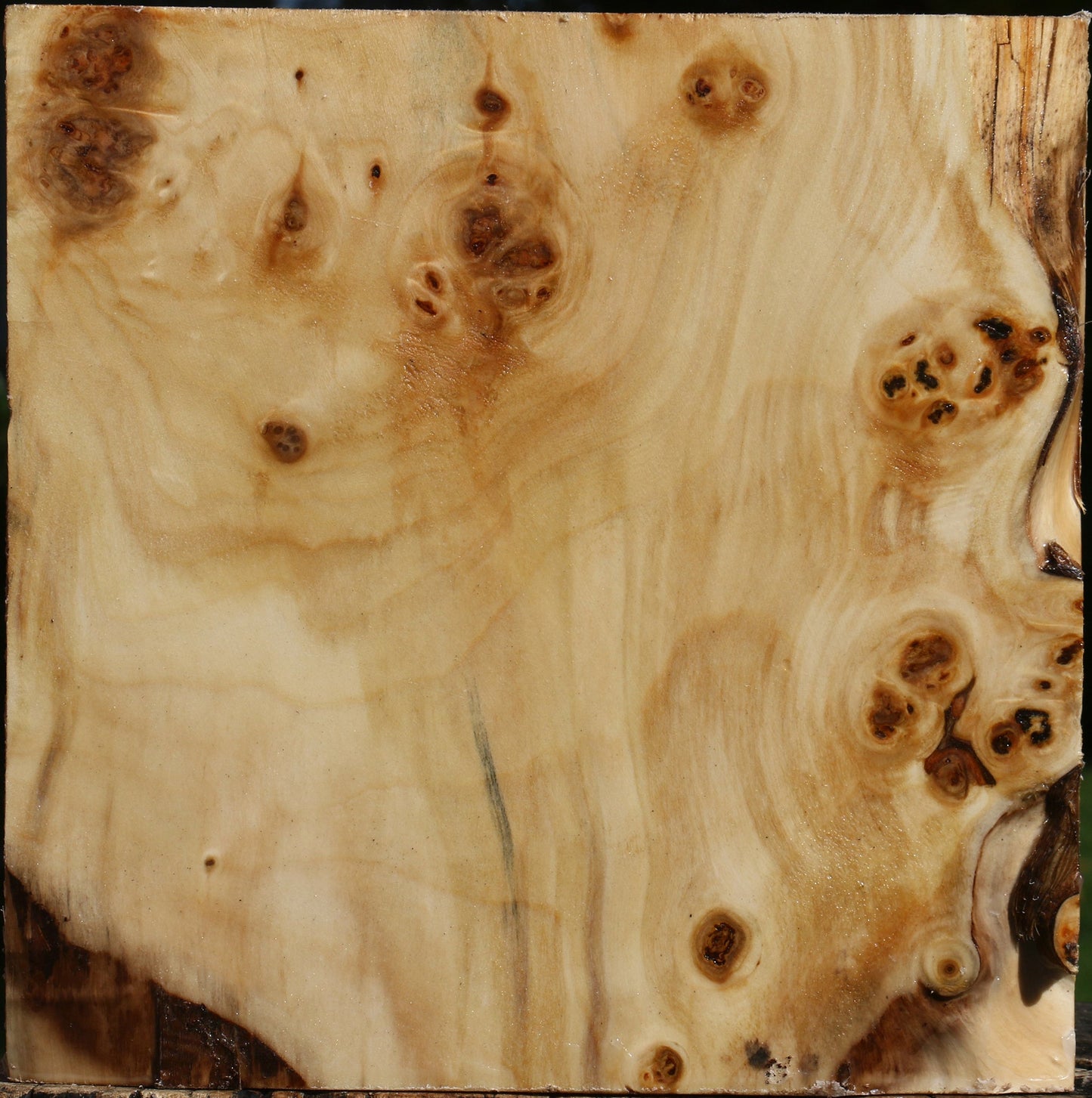 Extra Fancy Silver Poplar Bowl Blank