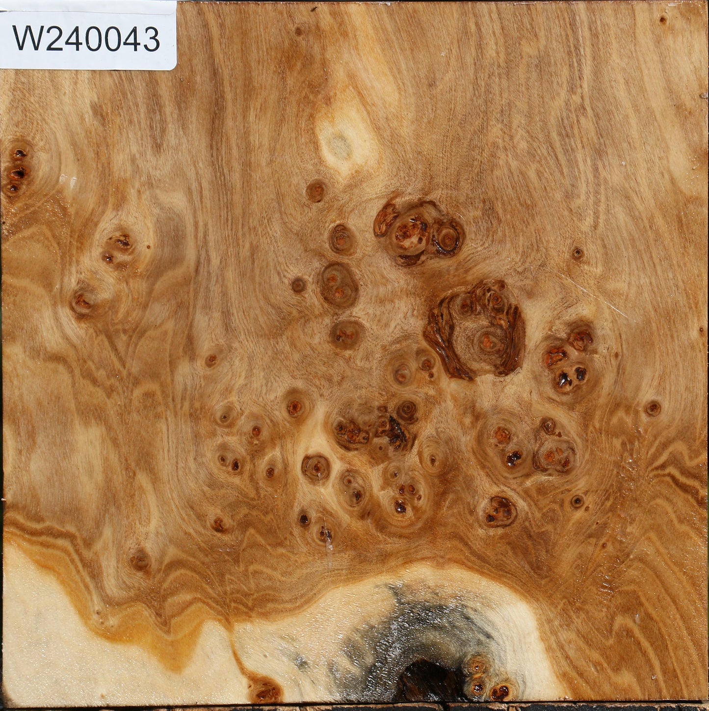 Silver Poplar Burl Bowl Blank