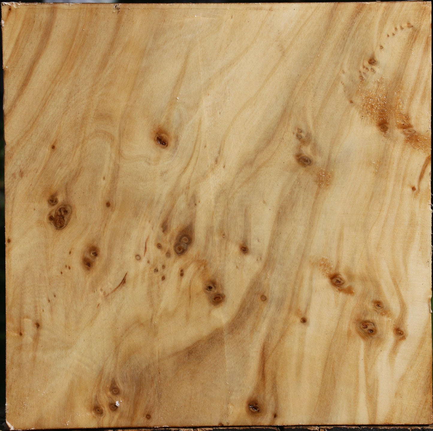 Silver Poplar Burl Bowl Blank