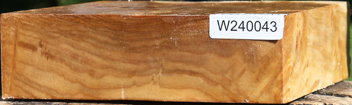 Silver Poplar Burl Bowl Blank