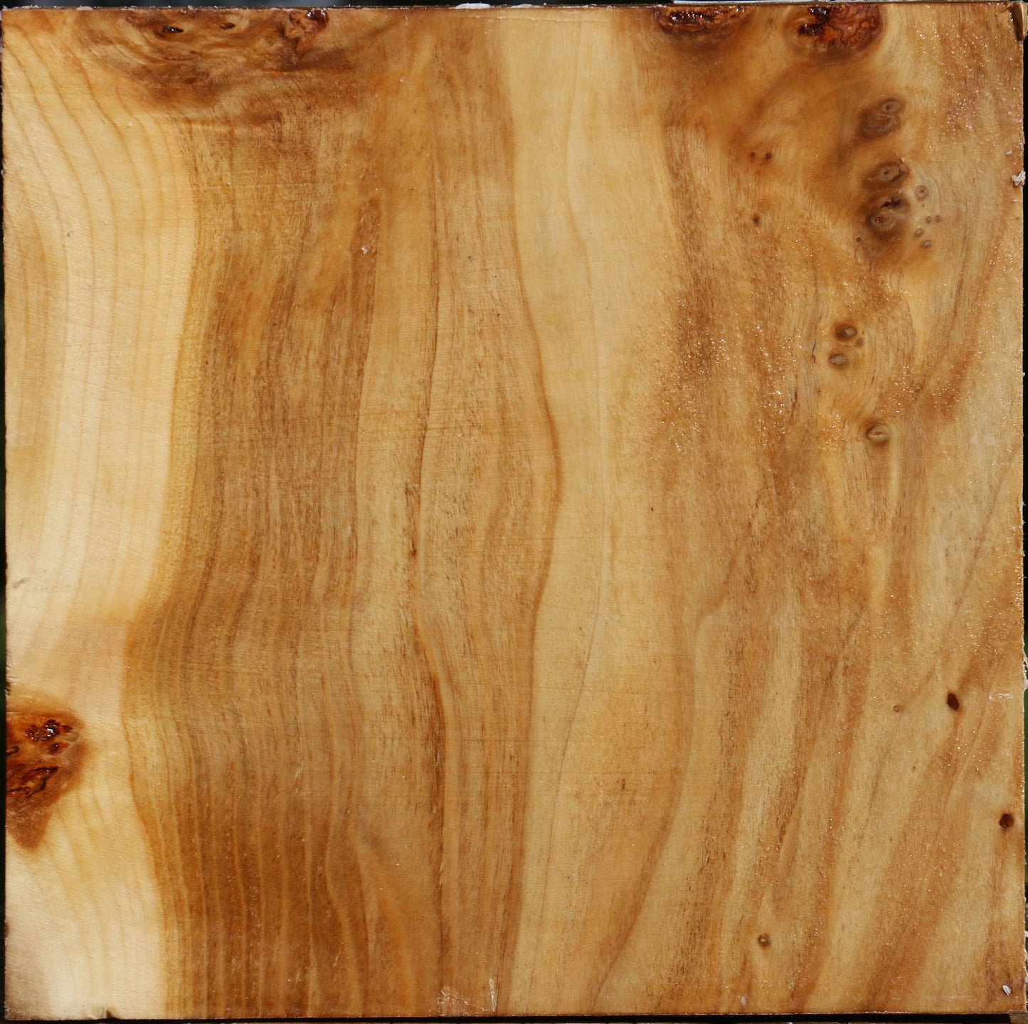 Silver Poplar Bowl Blank