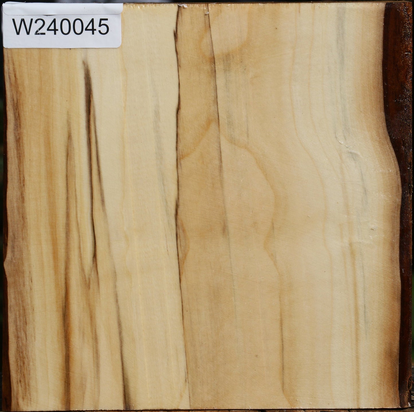 Silver Poplar Bowl Blank