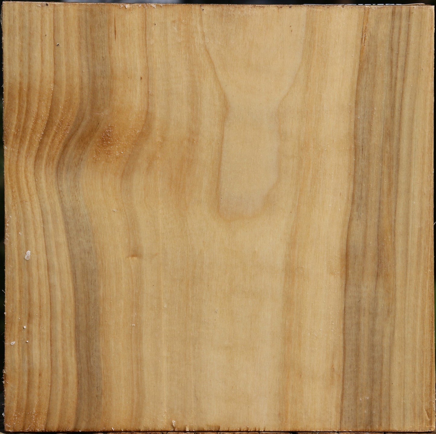 Silver Poplar Bowl Blank