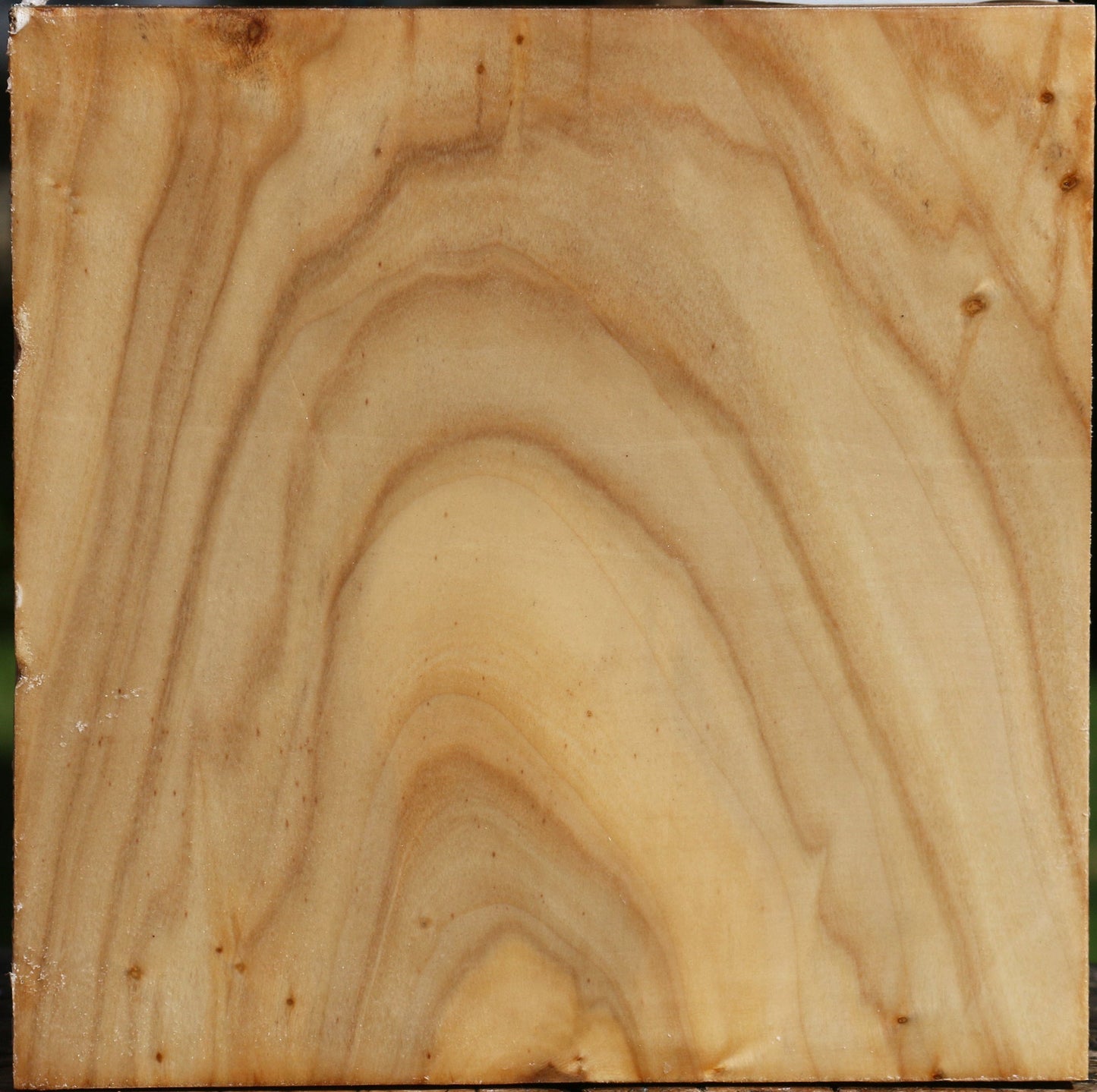 Figured Silver Poplar Bowl Blank