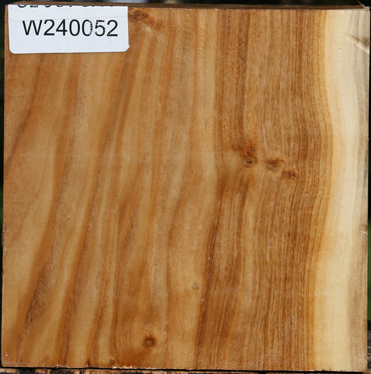 Silver Poplar Bowl Blank