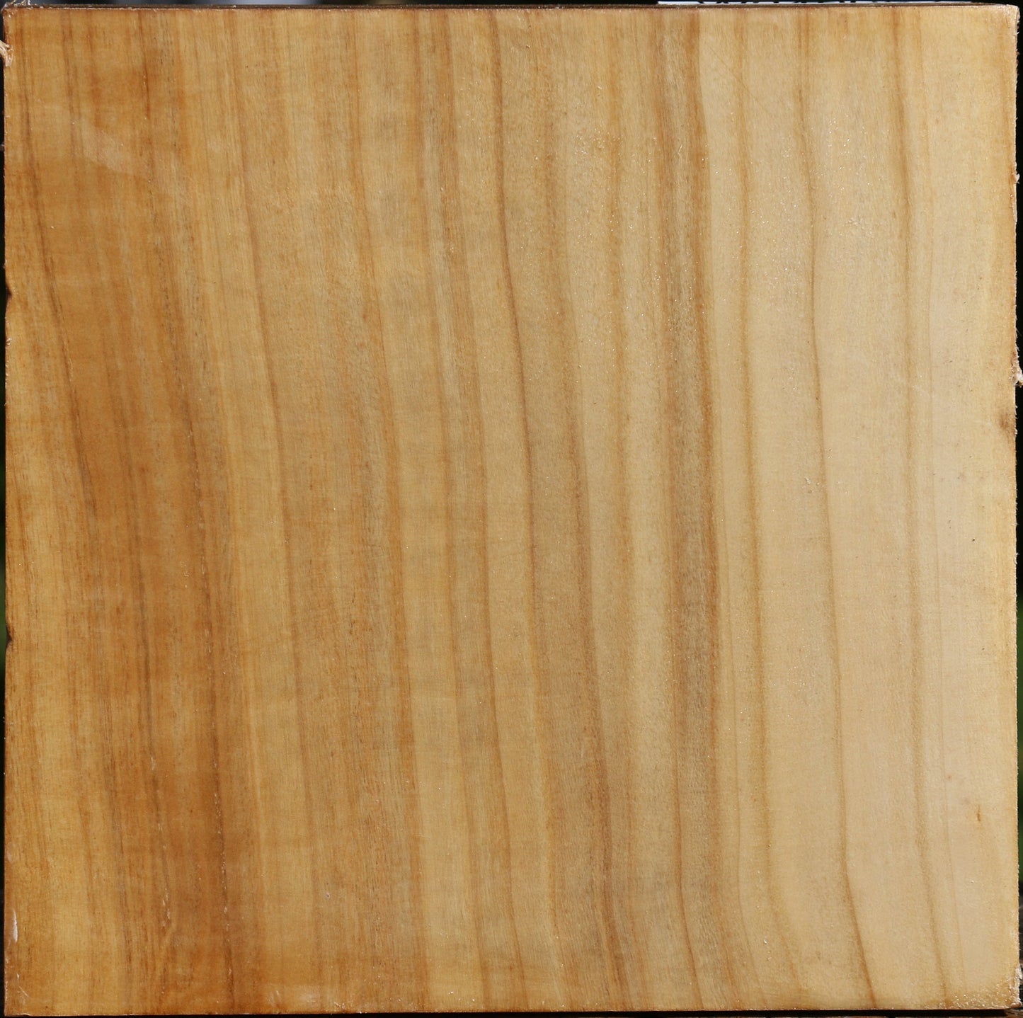 Silver Poplar Bowl Blank