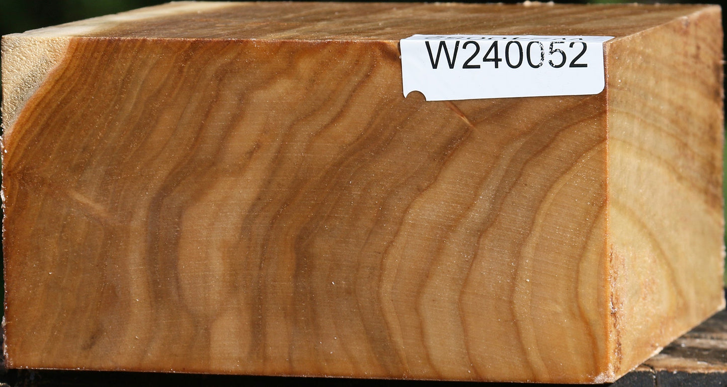 Silver Poplar Bowl Blank