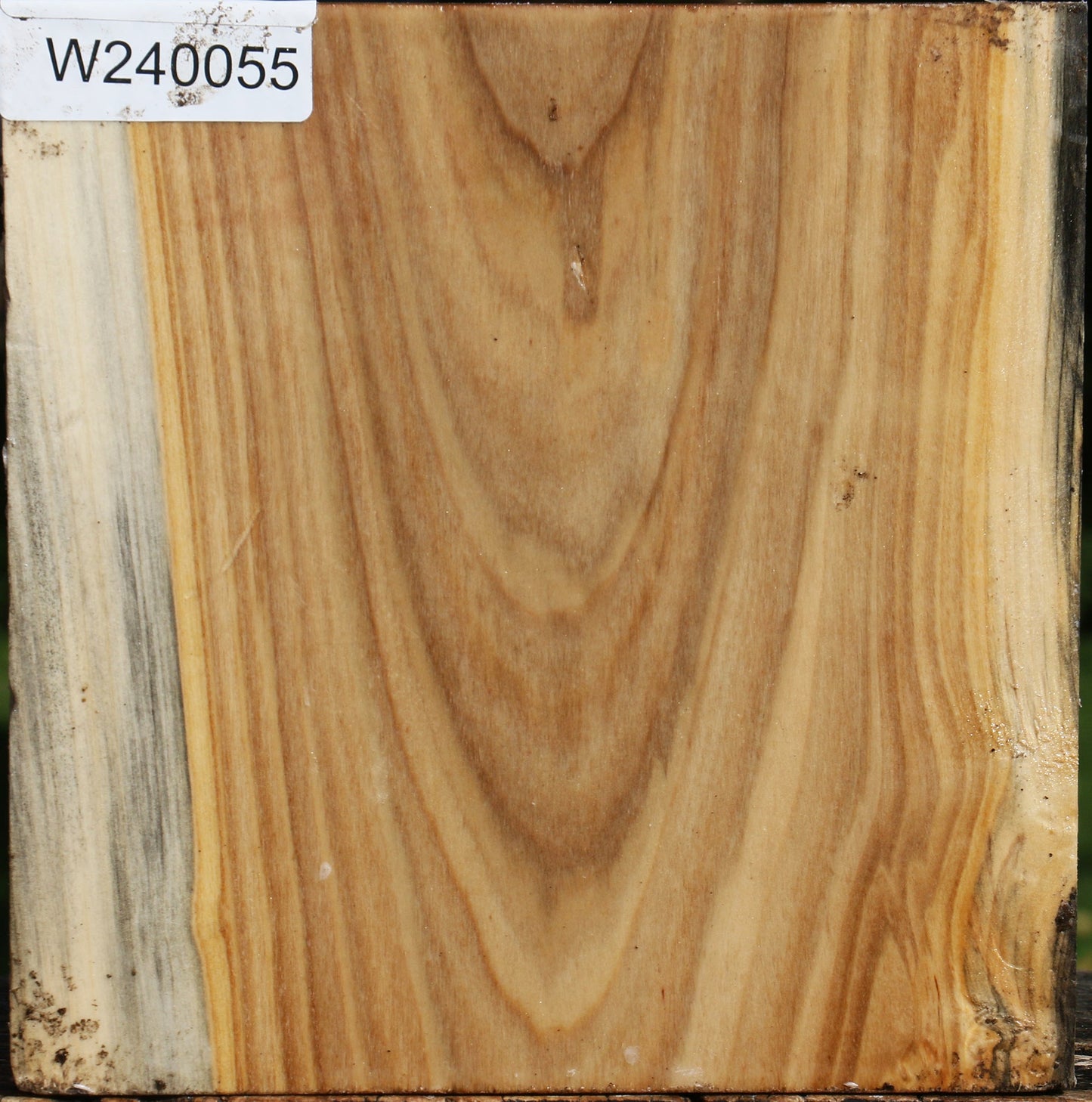 Silver Poplar Bowl Blank