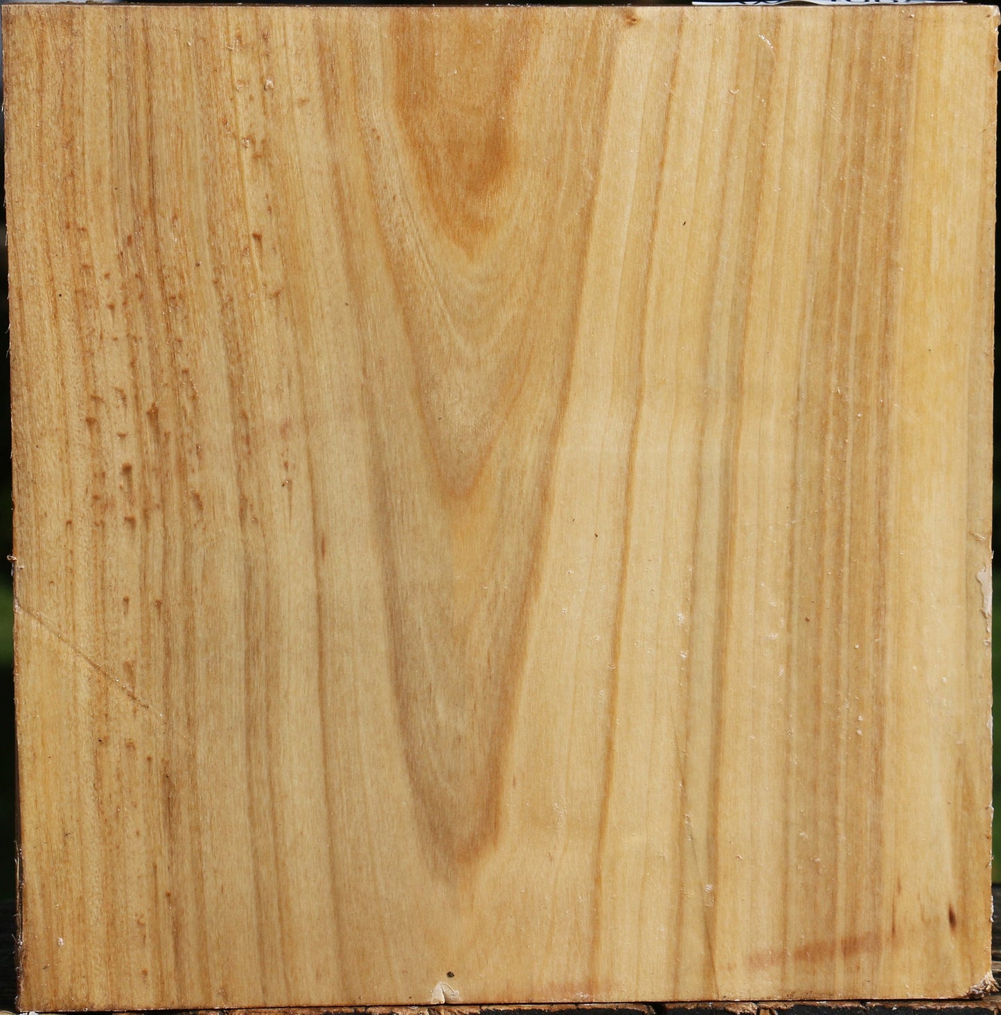 Silver Poplar Bowl Blank