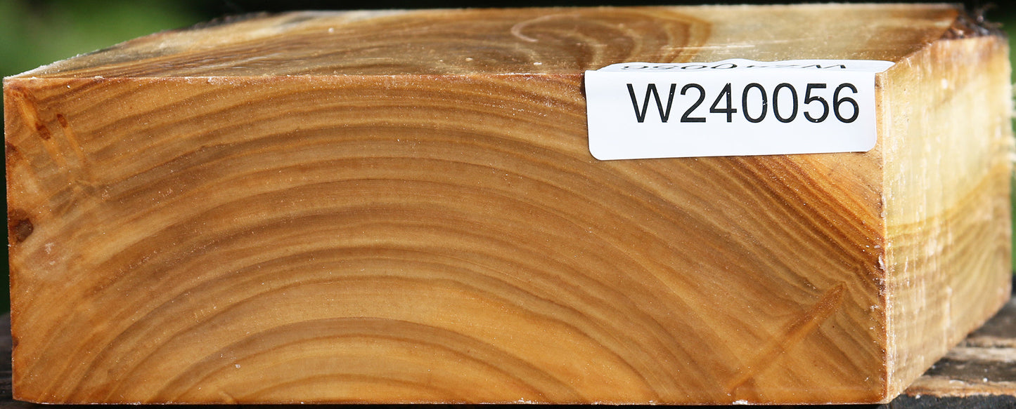 Silver Poplar Bowl Blank