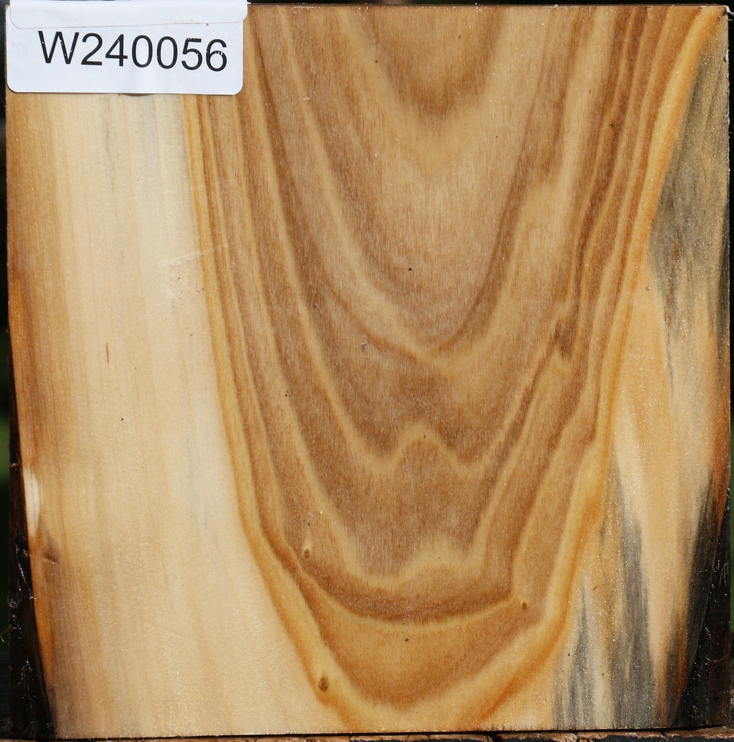 Silver Poplar Bowl Blank