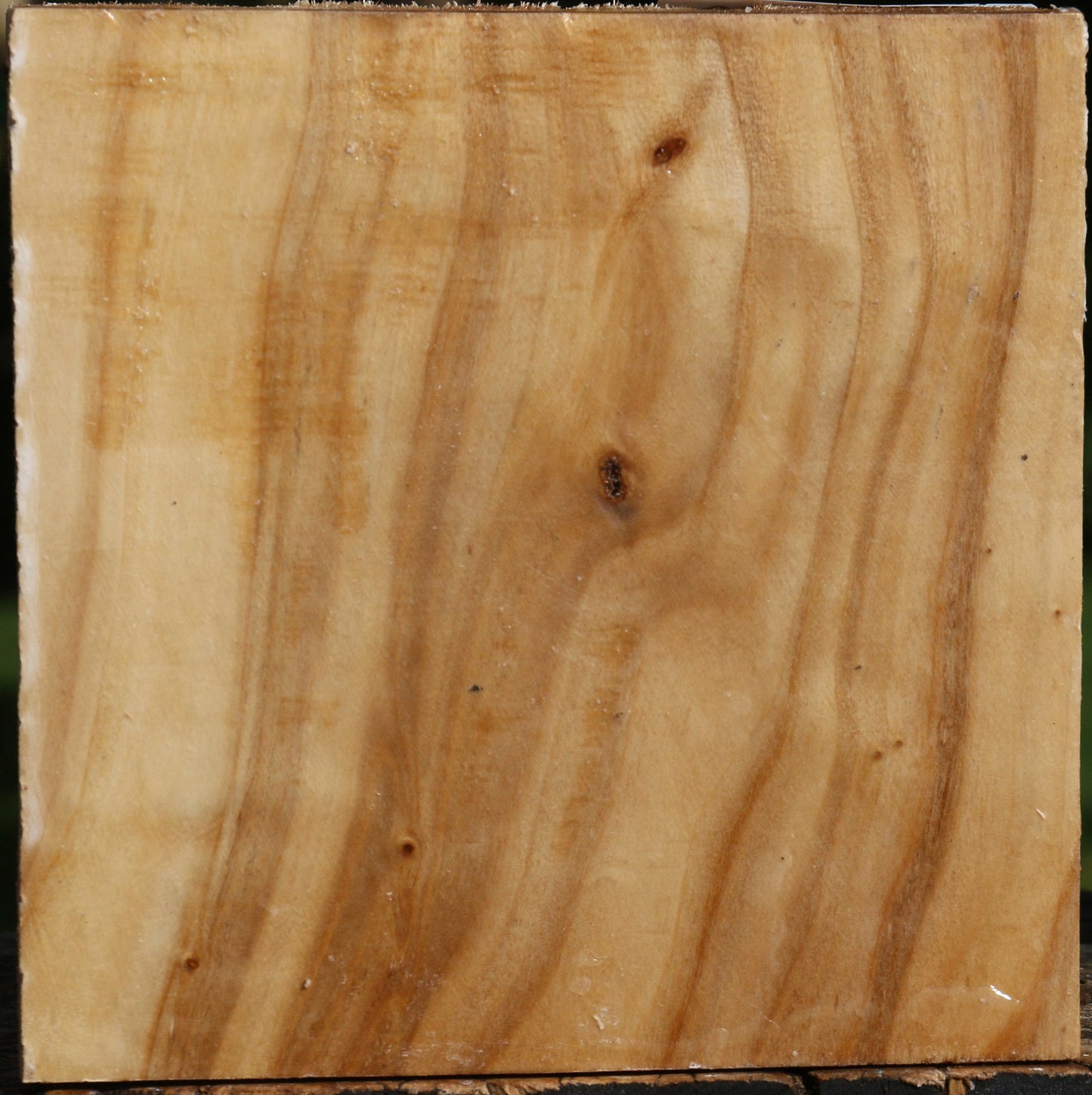 Figured Silver Poplar Bowl Blank