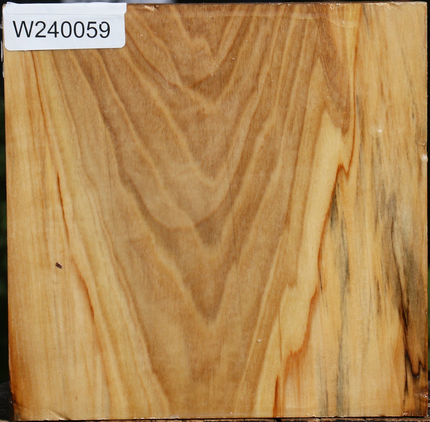 Silver Poplar Bowl Blank