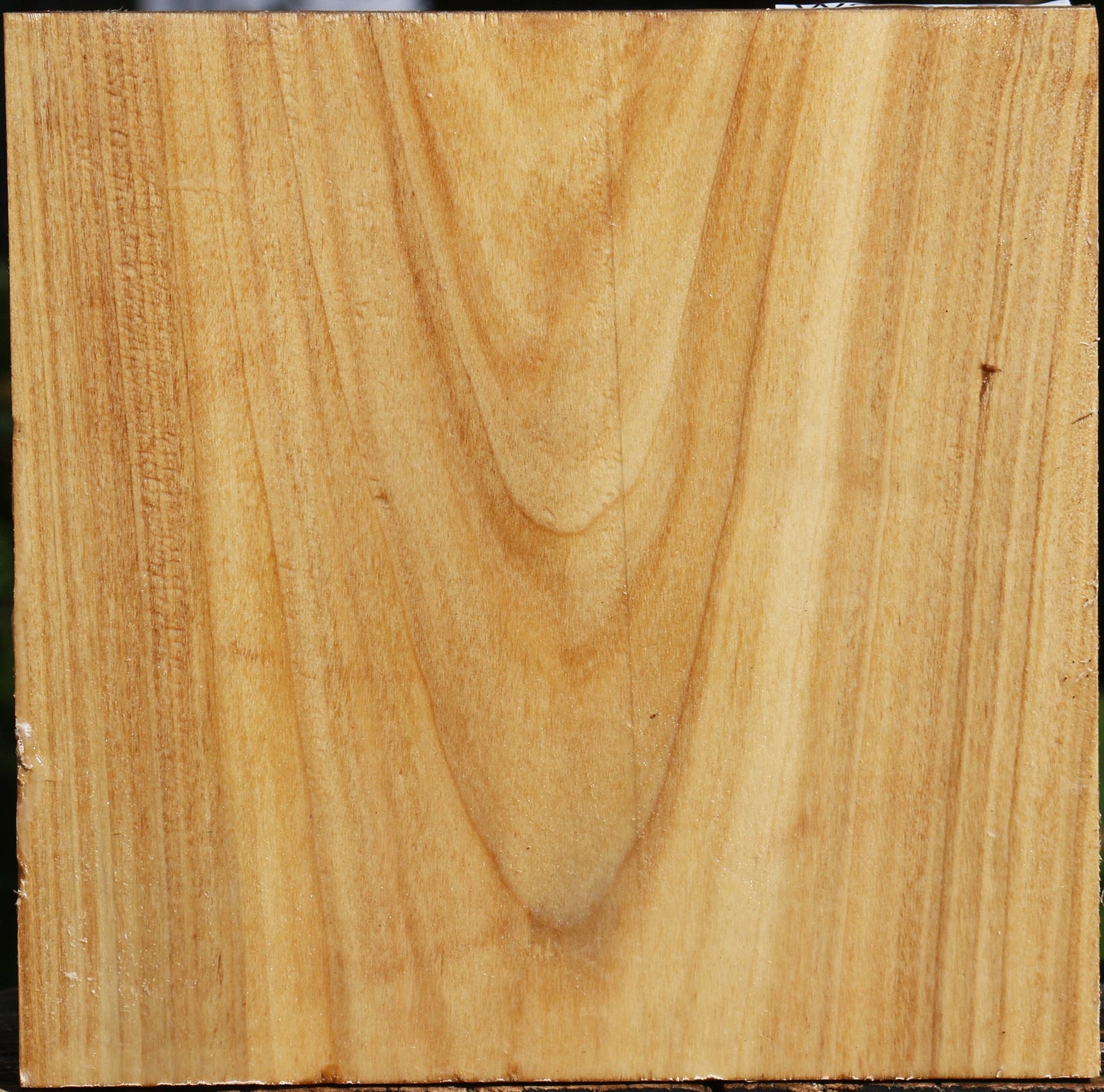 Silver Poplar Bowl Blank