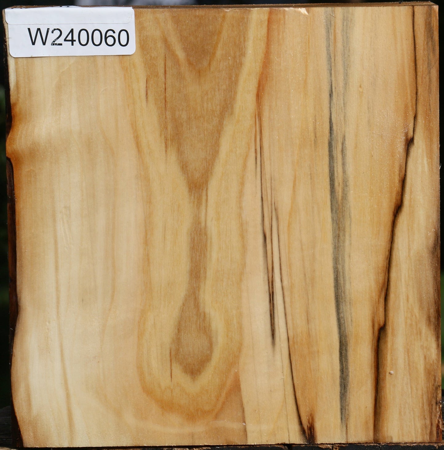 Silver Poplar Bowl Blank