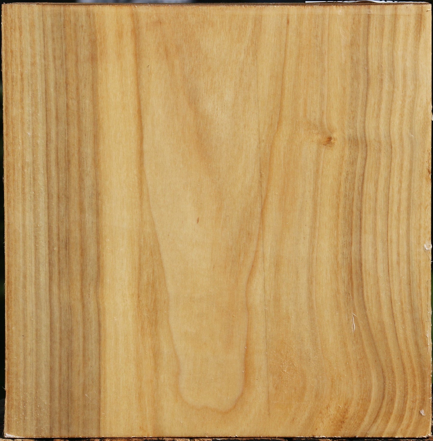 Silver Poplar Bowl Blank