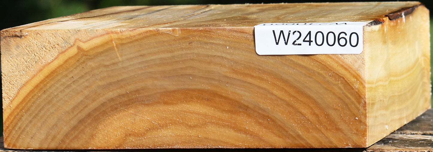 Silver Poplar Bowl Blank