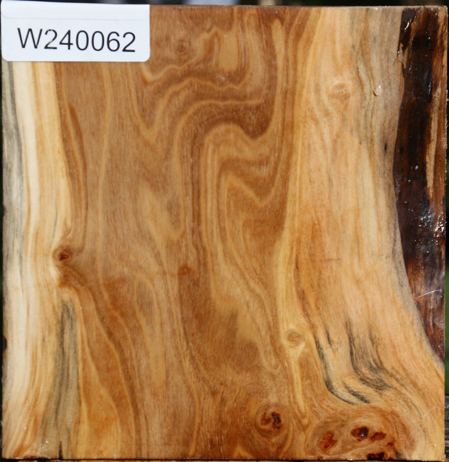 Figured Silver Poplar Bowl Blank