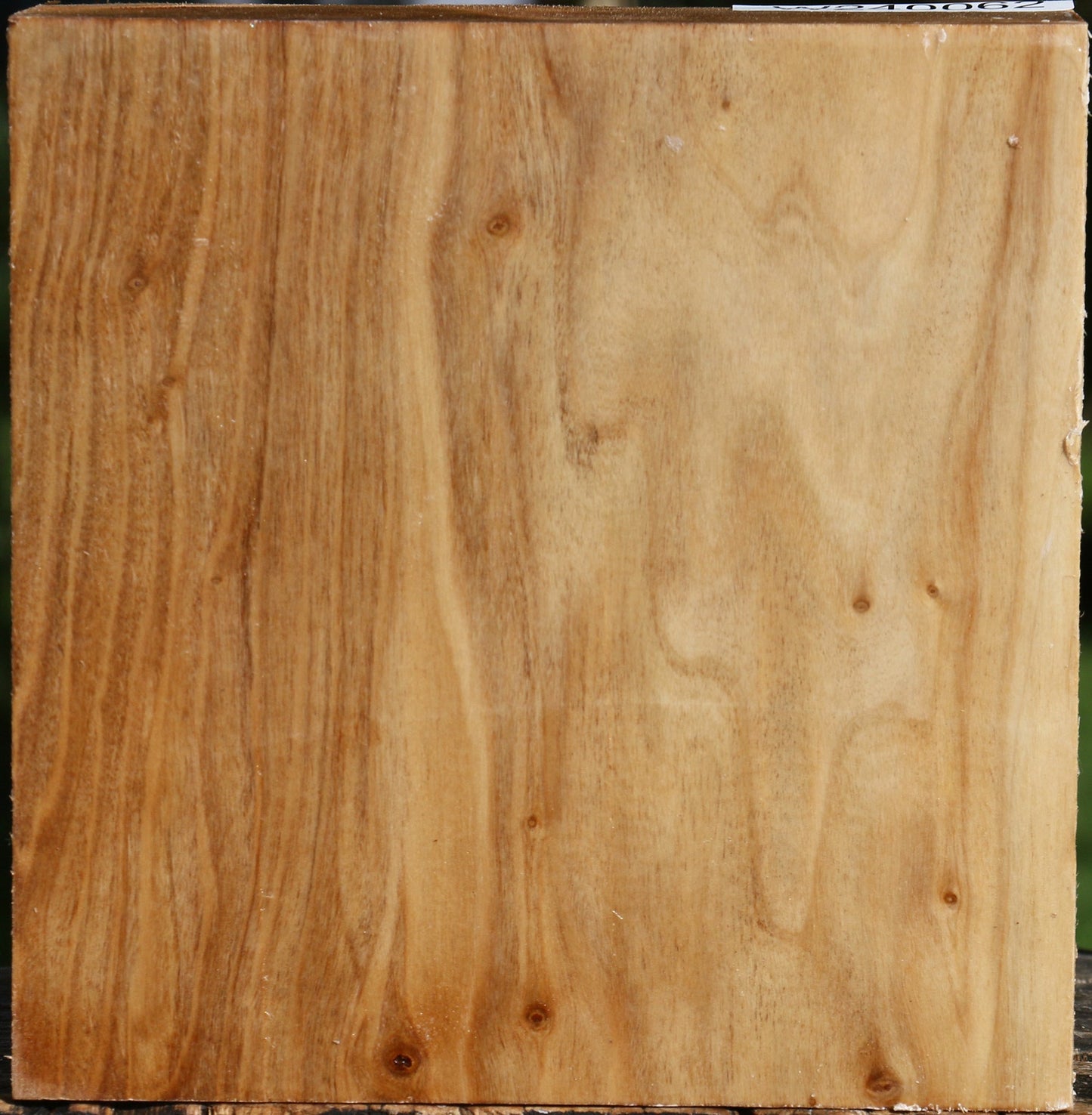 Figured Silver Poplar Bowl Blank