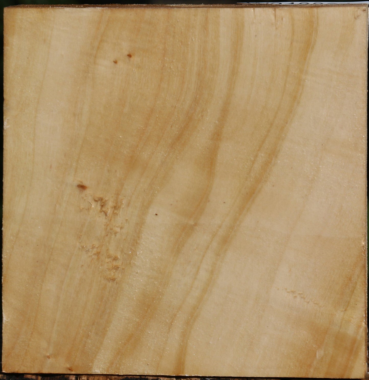 Figured Silver Poplar Bowl Blank