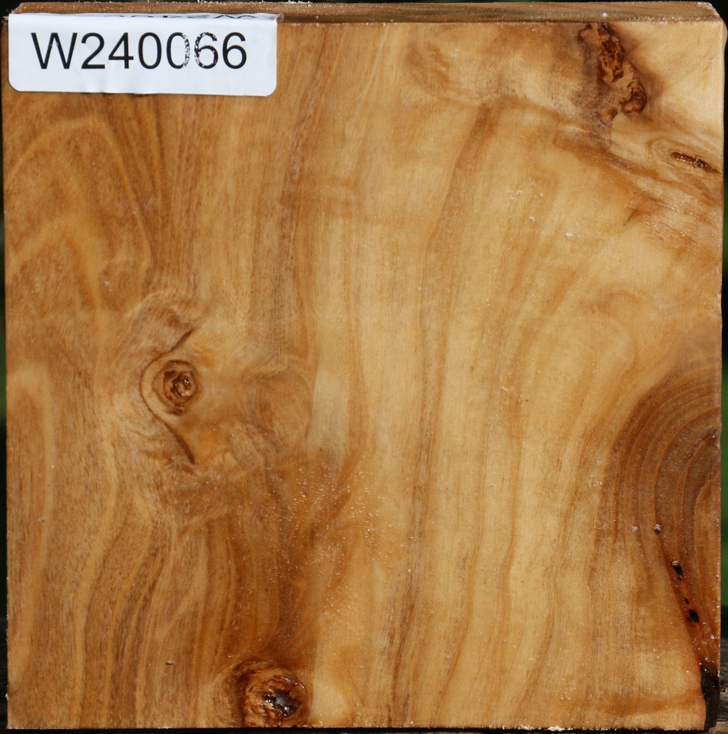 Figured Silver Poplar Bowl Blank