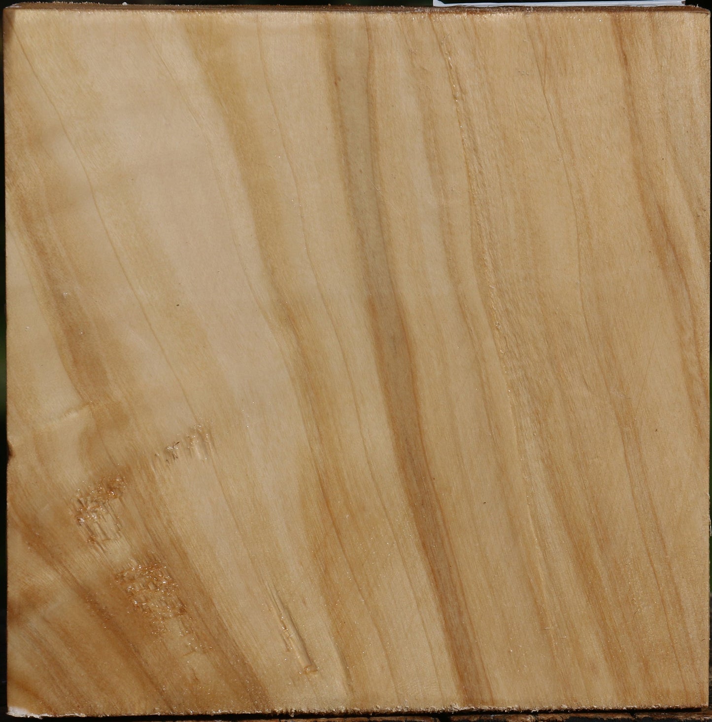 Figured Silver Poplar Bowl Blank