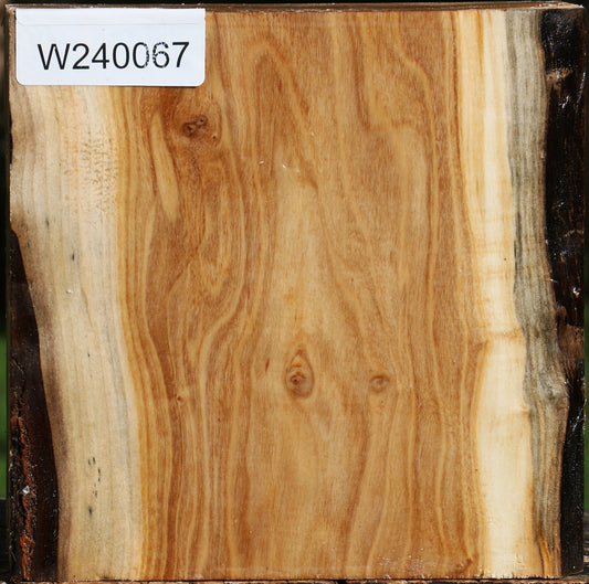 Silver Poplar Bowl Blank