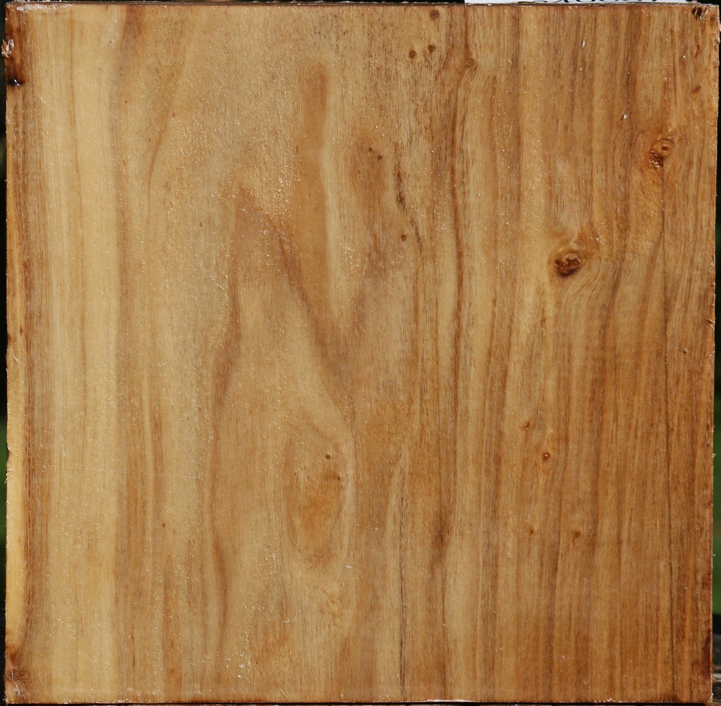 Silver Poplar Bowl Blank