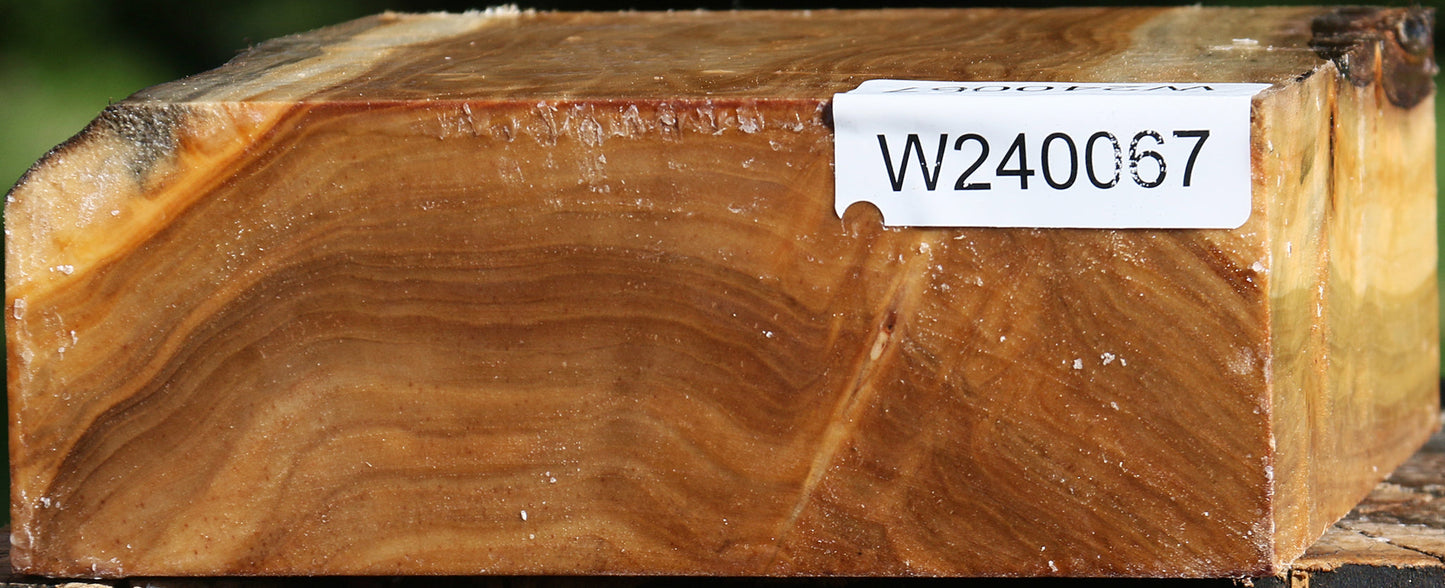 Silver Poplar Bowl Blank