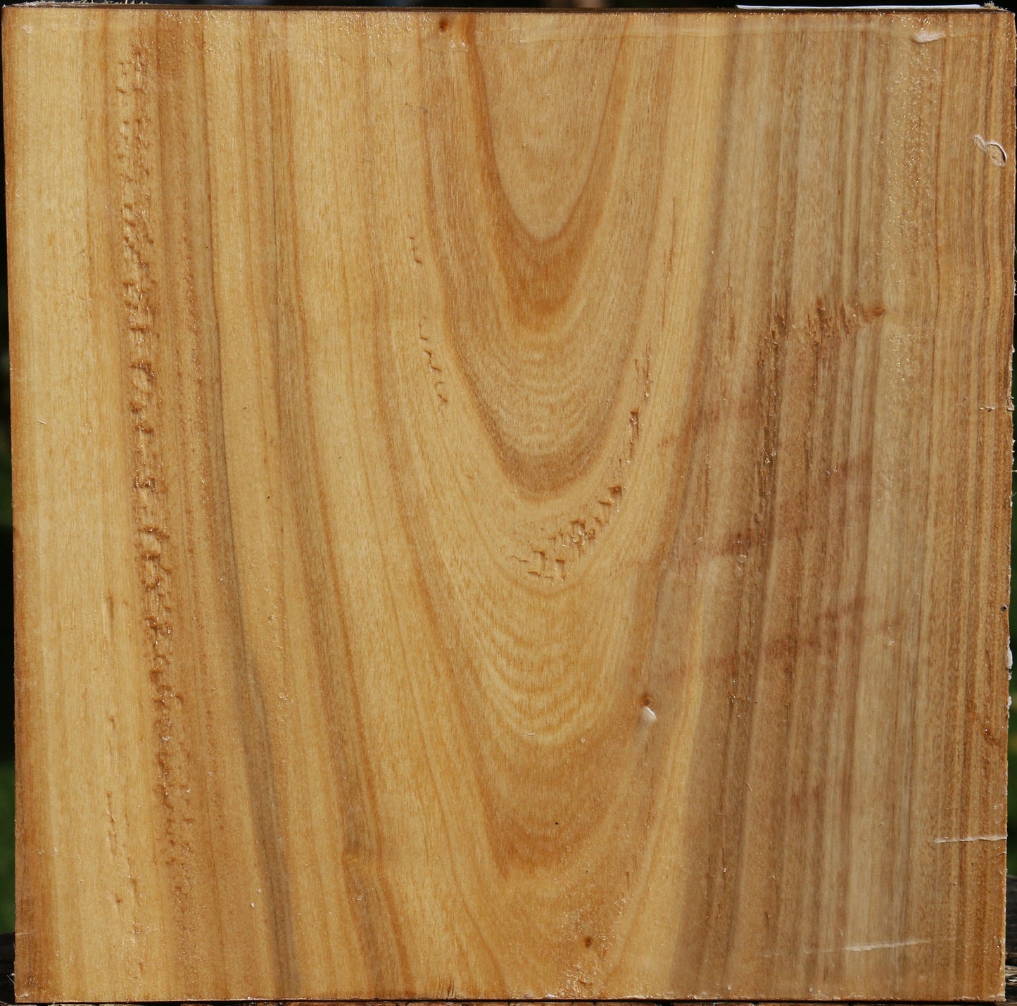 Silver Poplar Bowl Blank