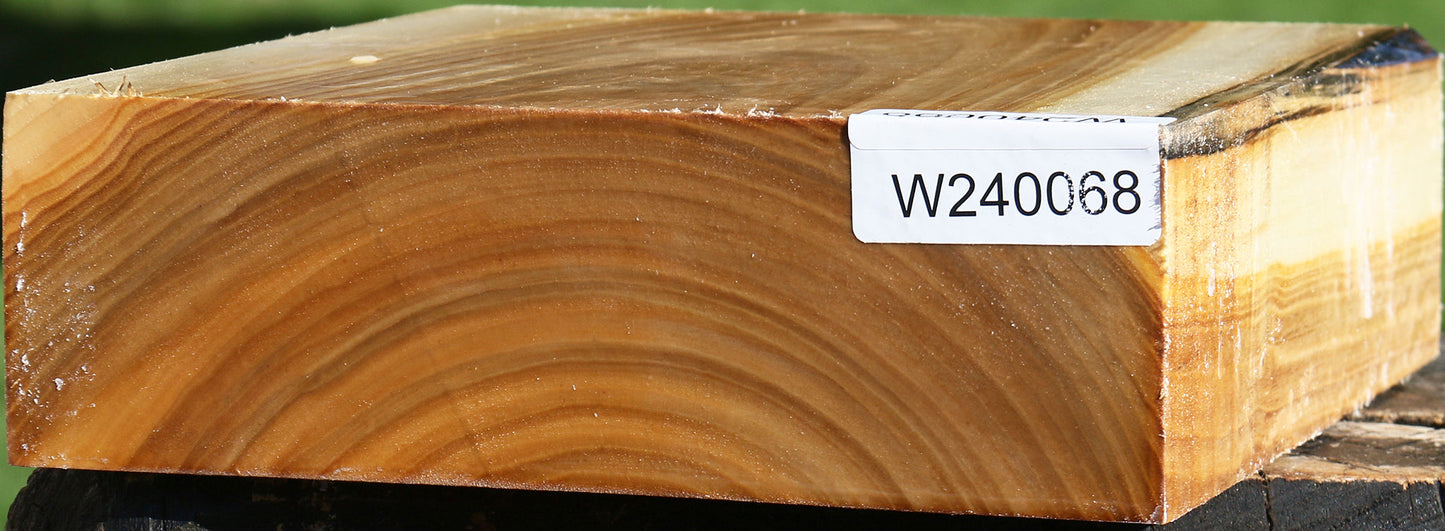 Silver Poplar Bowl Blank