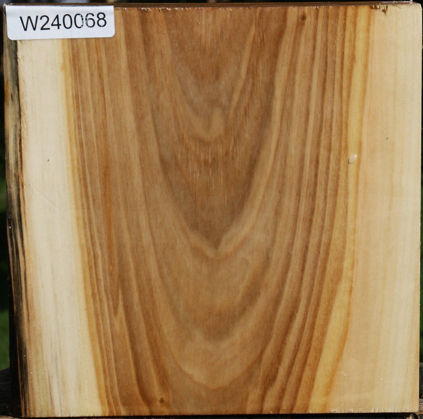 Silver Poplar Bowl Blank