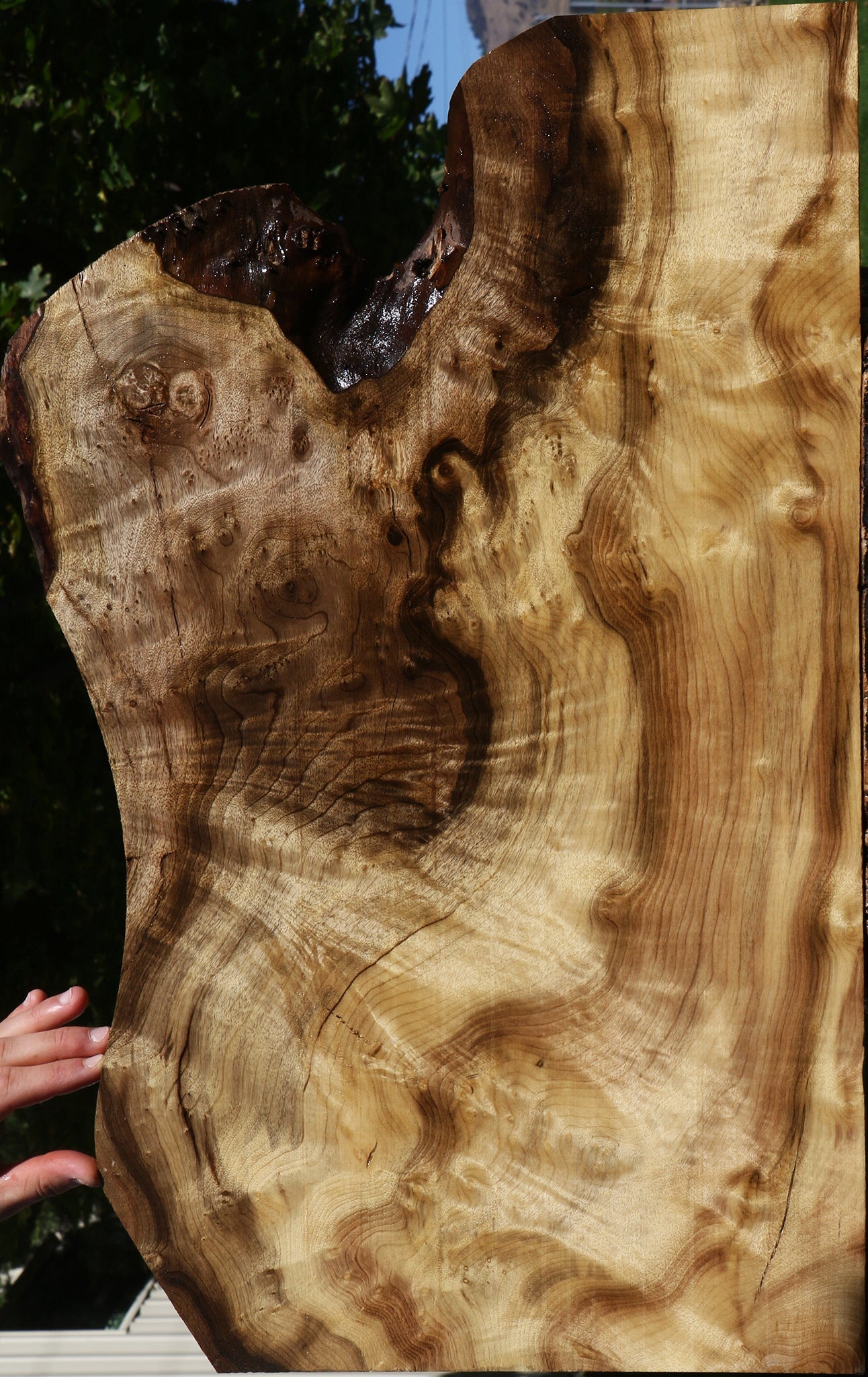 Extra Fancy Myrtle Lumber