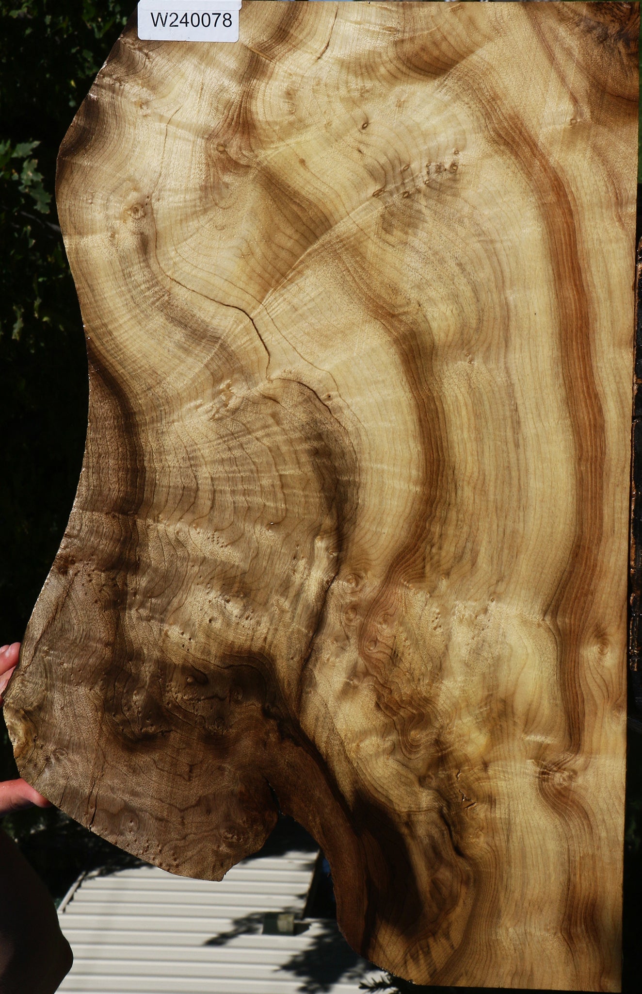 Extra Fancy Myrtle Lumber