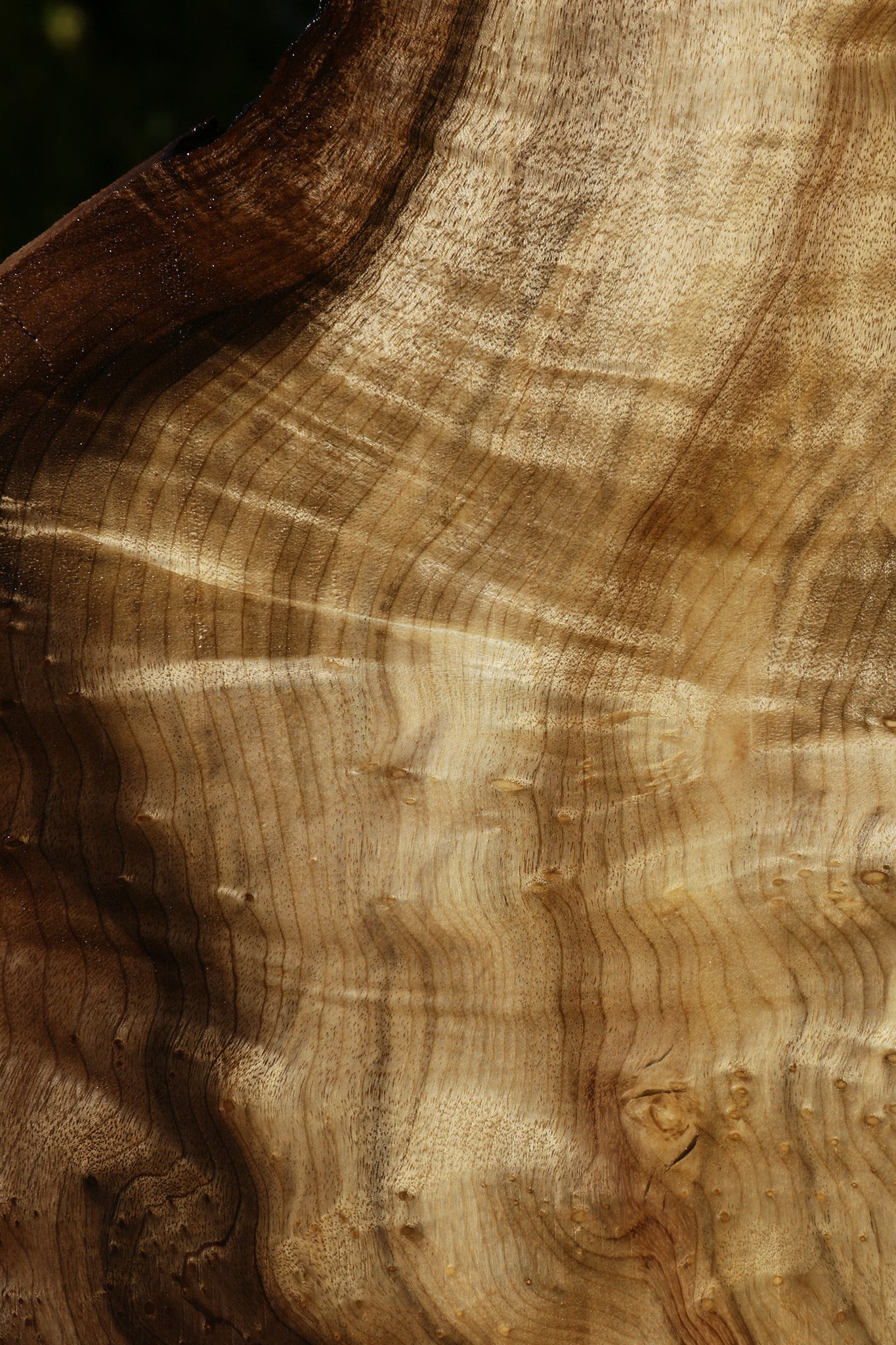 Figured Myrtle Live Edge Lumber