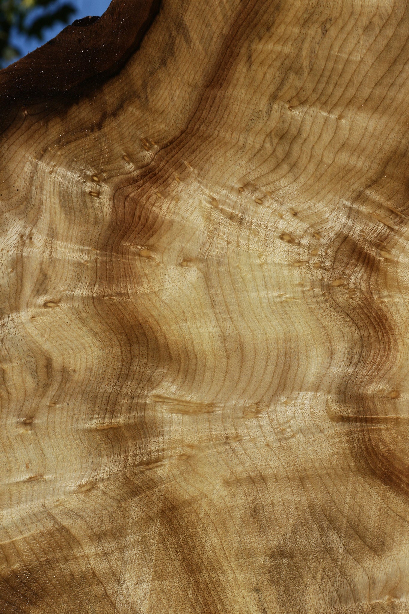 Figured Myrtle Live Edge Lumber