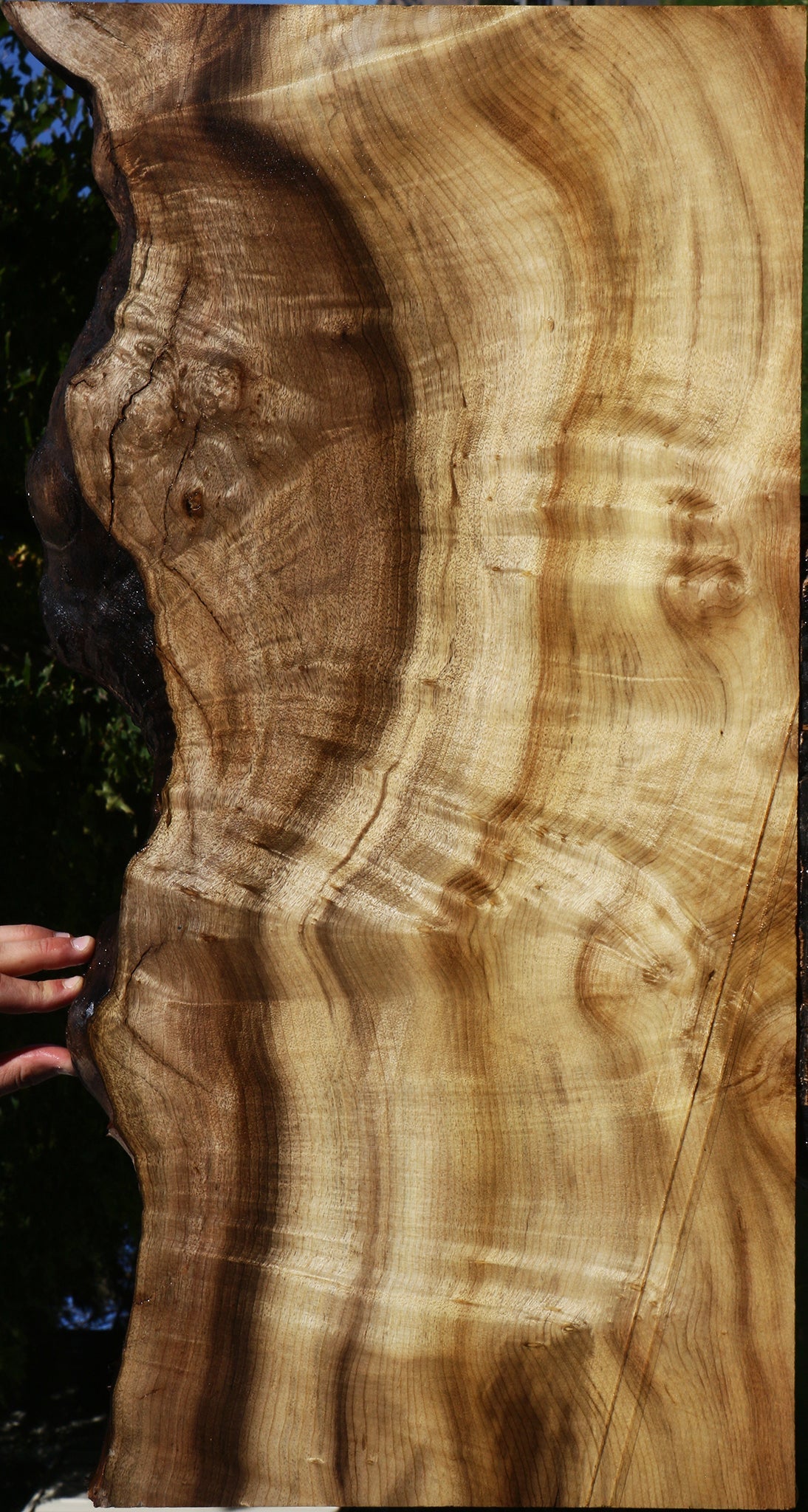 Extra Fancy Myrtle Live Edge Mini Slab