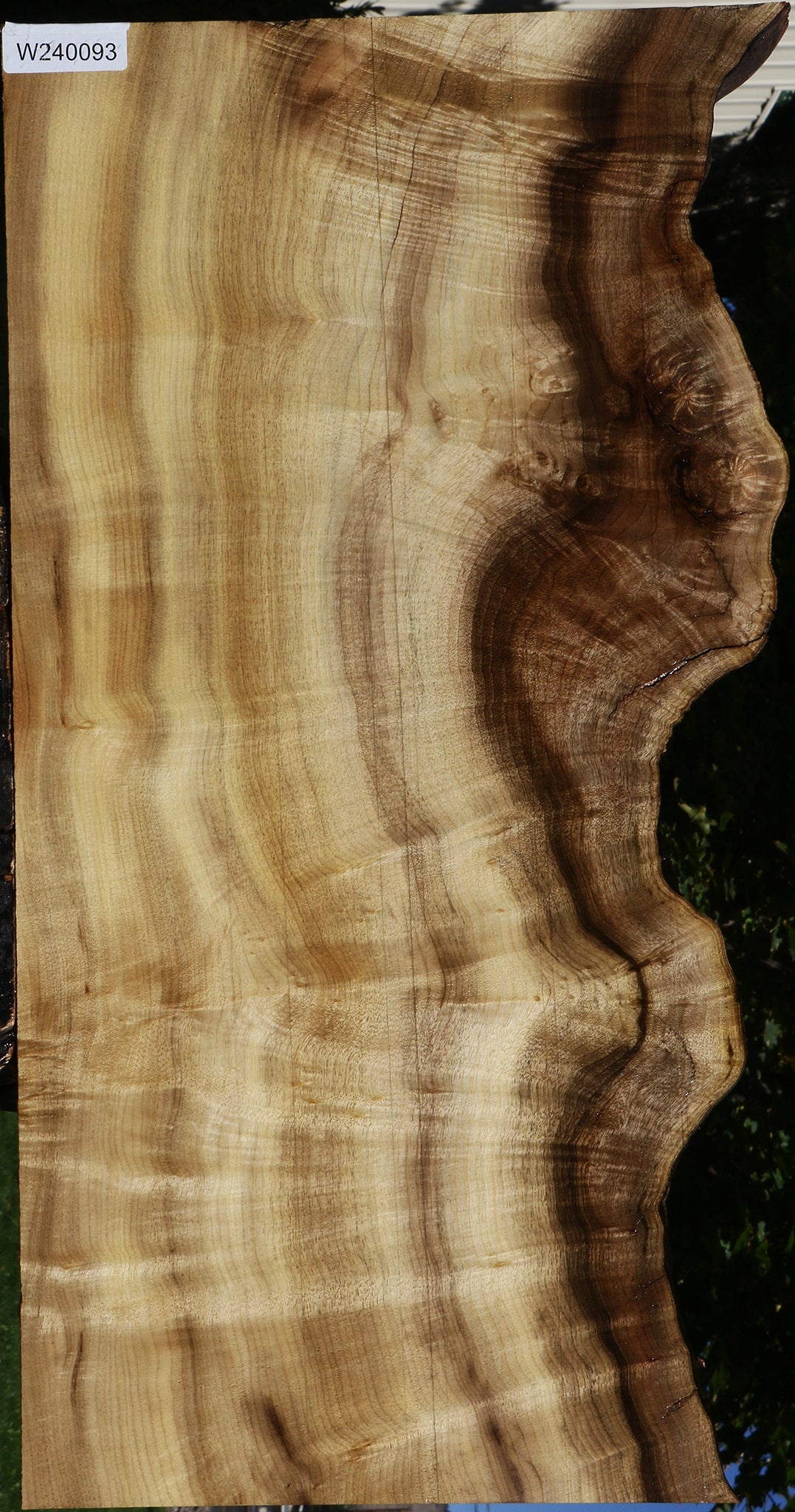 Extra Fancy Myrtle Live Edge Mini Slab