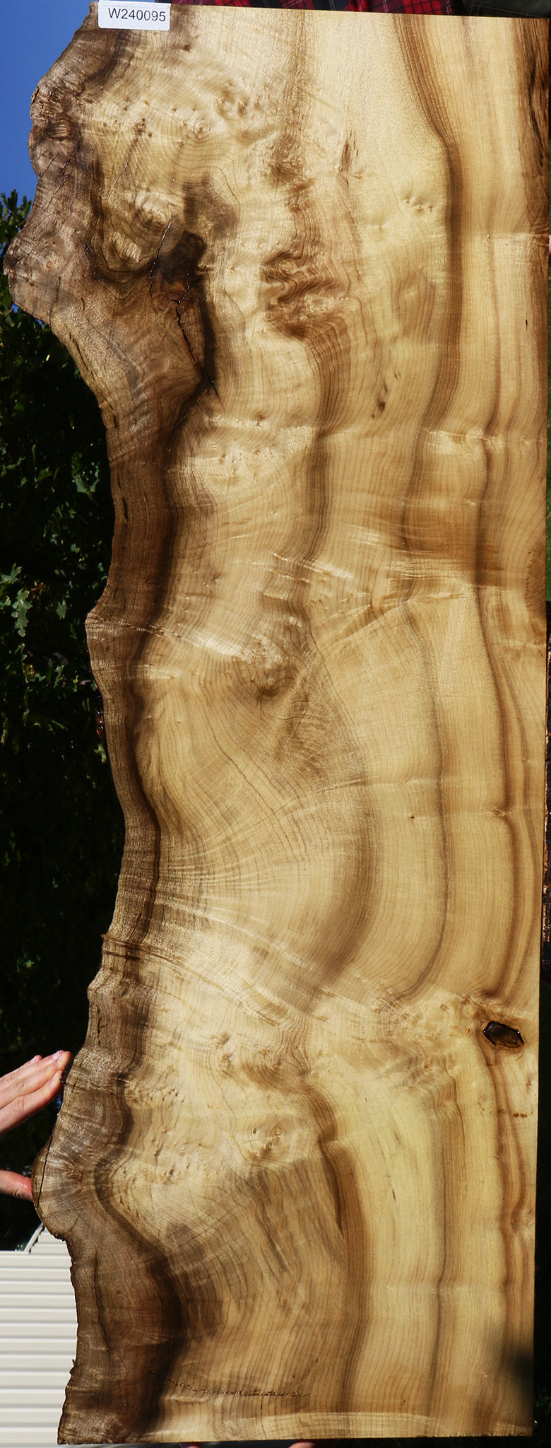 Extra Fancy Myrtle Live Edge Lumber