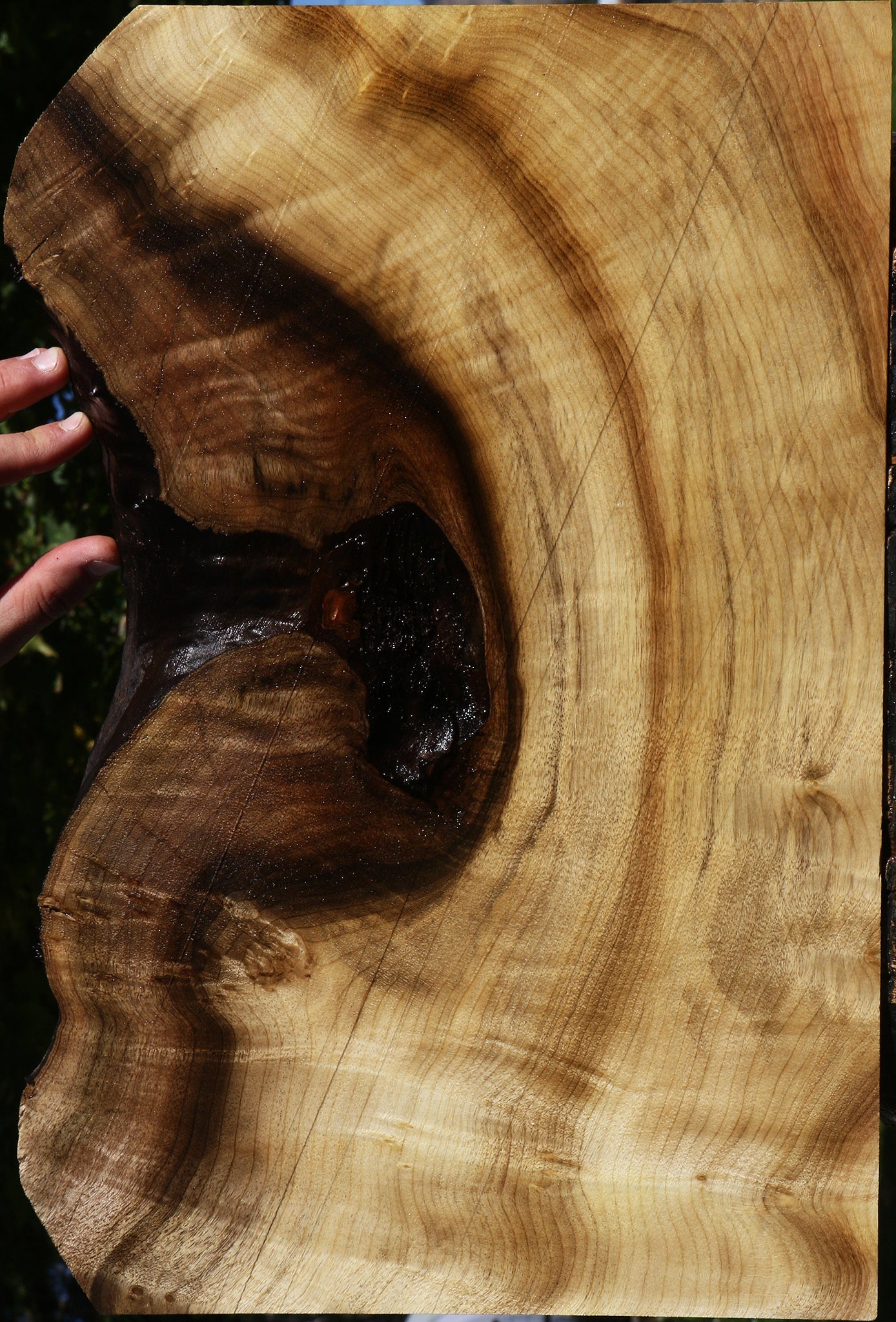 RVL8 SPLIFF 109センチ　板のみ Figured Myrtle Live Edge Lumber – Cook Woods
