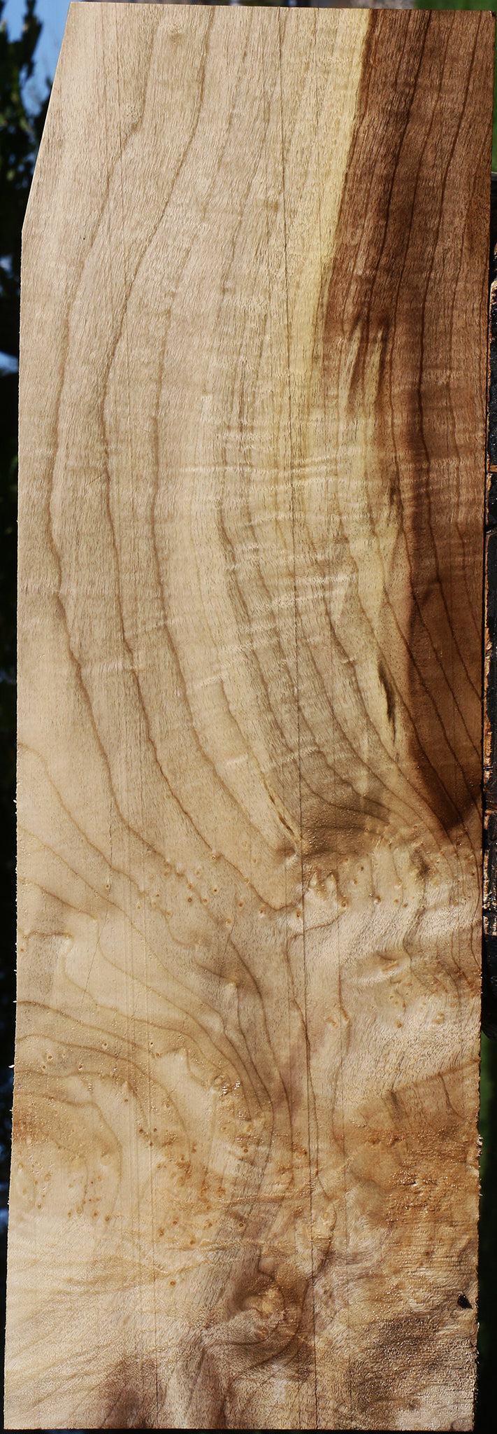 Exhibition Myrtle Lumber