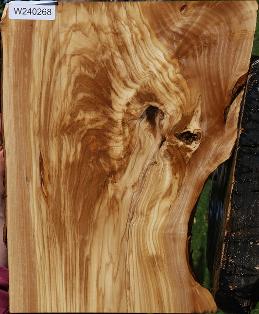 Extra Fancy Olive Live Edge Lumber