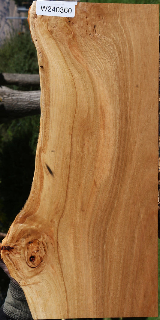 Eucalyptus Live Edge Lumber
