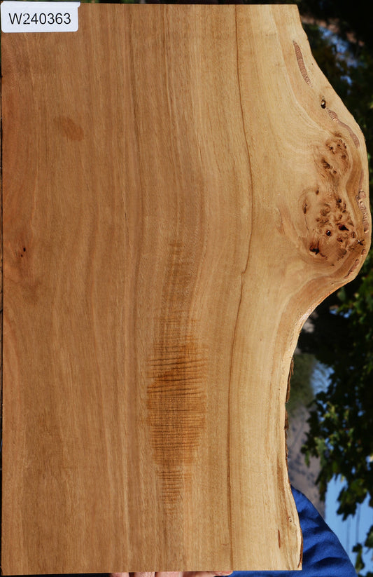 Eucalyptus Live Edge Micro Lumber