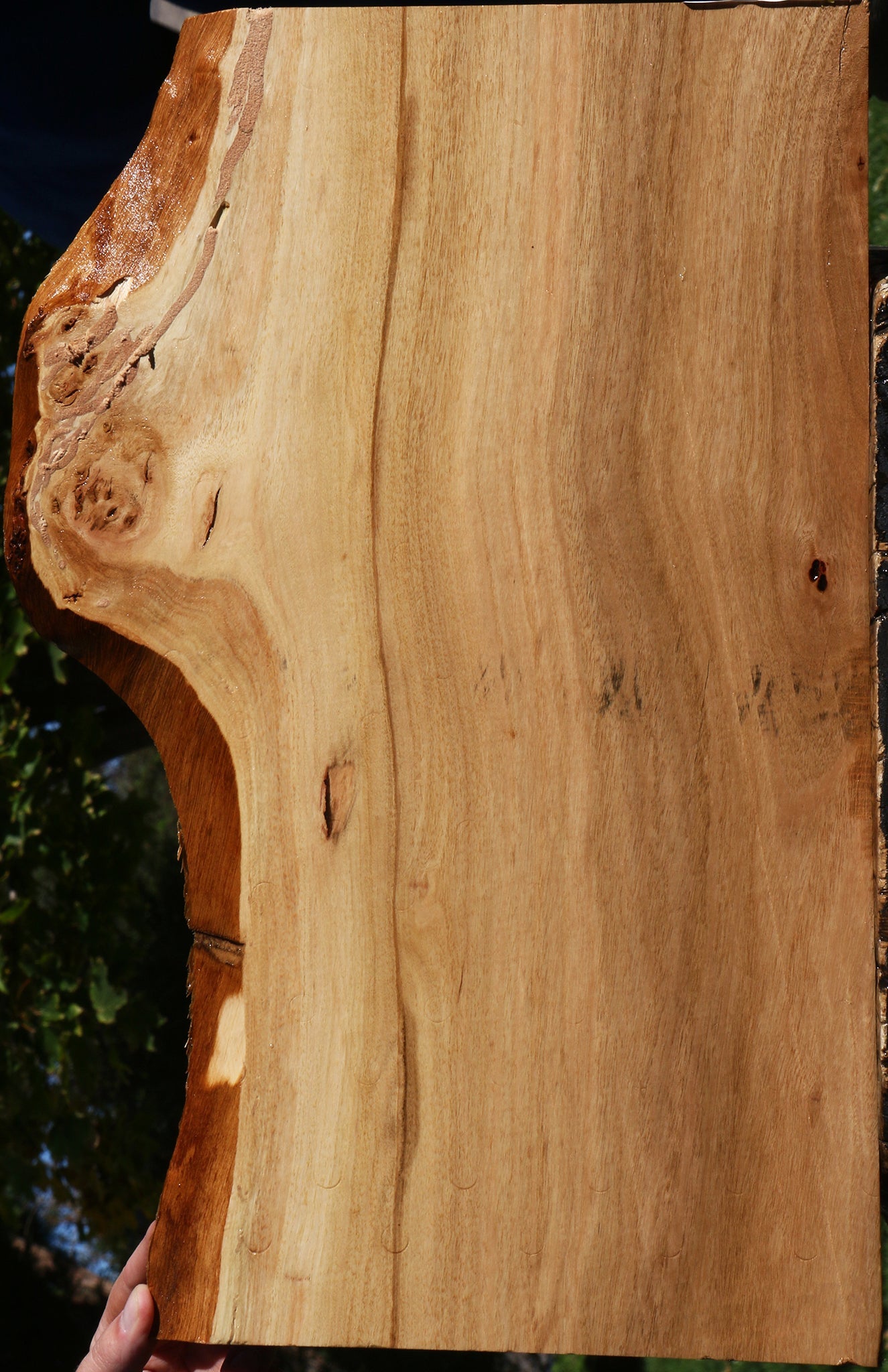 Eucalyptus Live Edge Micro Lumber