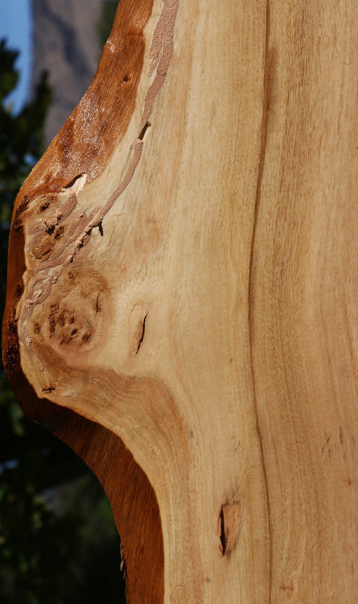 Eucalyptus Live Edge Micro Lumber