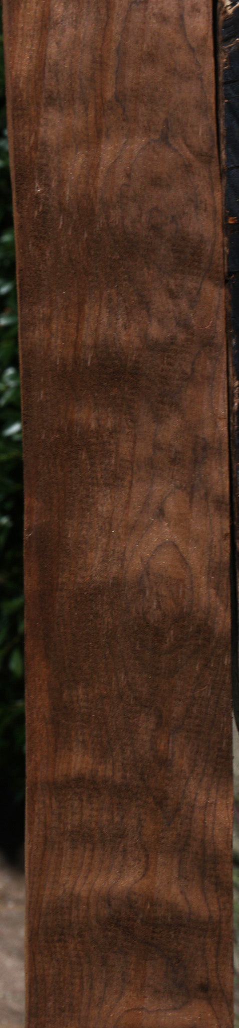 Curly Caramelized Birch Lumber